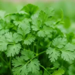 Discover the Wonders of Koriandri: Nature’s Flavorful Super Herb