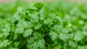 Koriandri